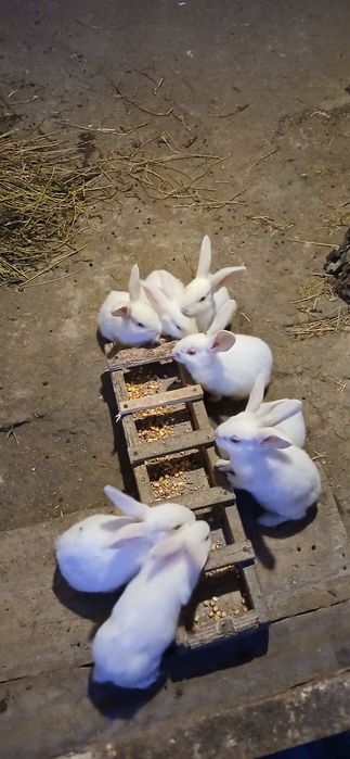 Iepurasi rasa hycole