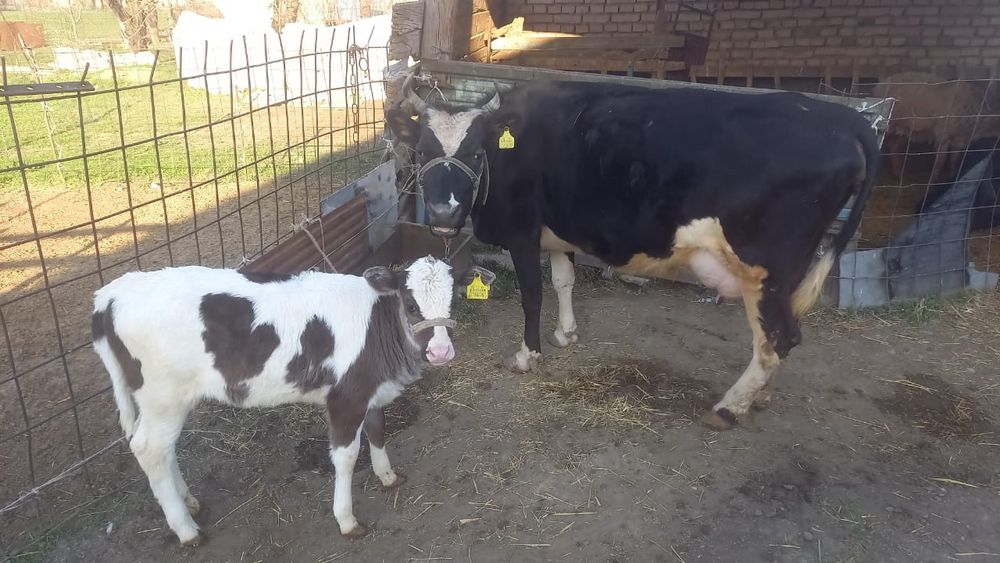 Сиыр бузауымен сатылады