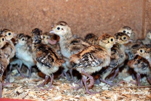 Фазан . Находимся в Астане