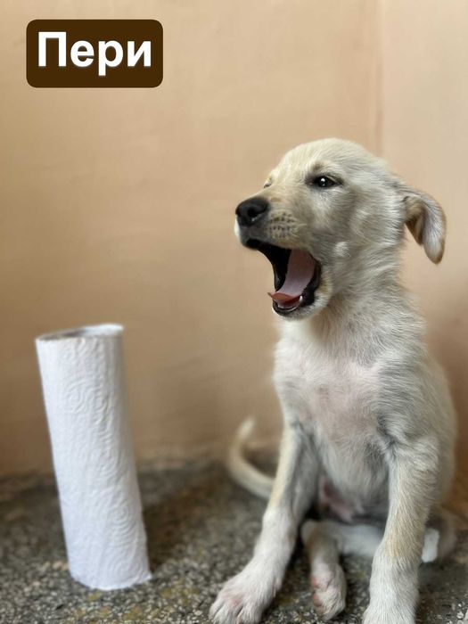 Намерени кученца търсят своя нов дом!