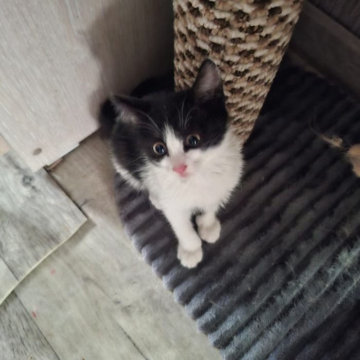 Отдам котенка в хорошие руки