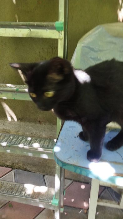 Котейка, девочка  крысоловка