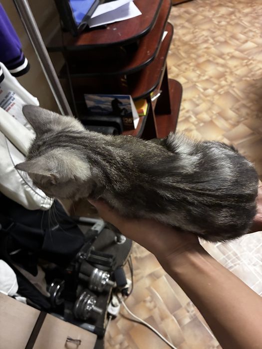 Котенок в добрые руки