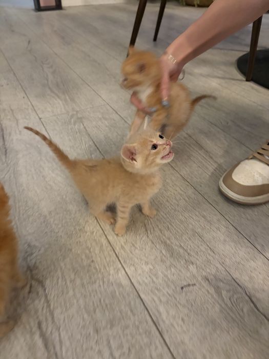 Котенца за осиновяване