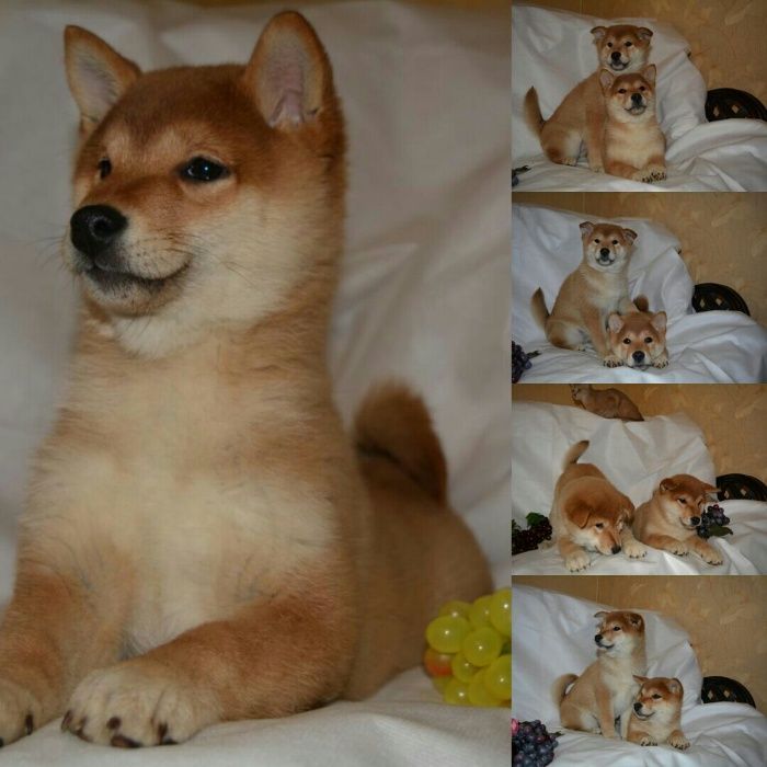 японские сибы на продажу