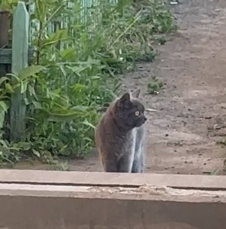 Котенок в добрые руки
