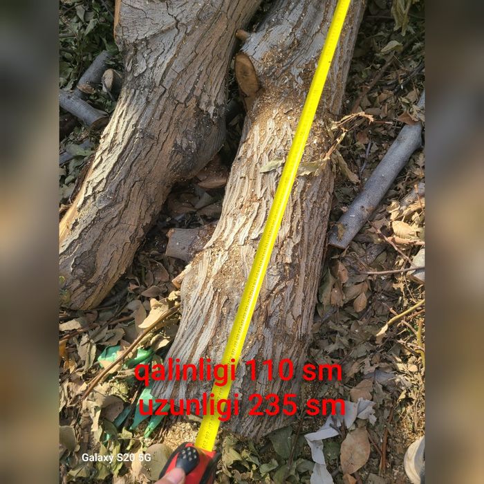 Yangon daraxti mebelchilarga sotiladi otinga emas