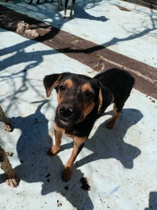 Щенки разных возрастов