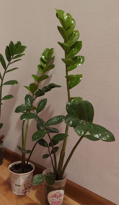 Замиакулькас, денежное дерево