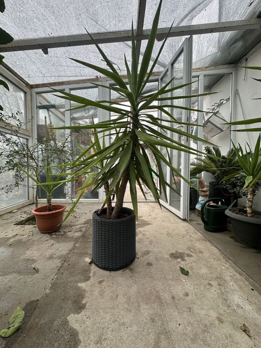 De vanzare planta yucca la ghiveci