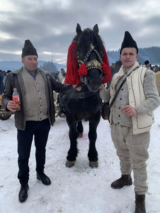 Armăsar de 3 ani de vânzare