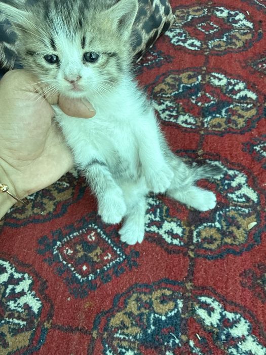 mushukcha kichkintoy