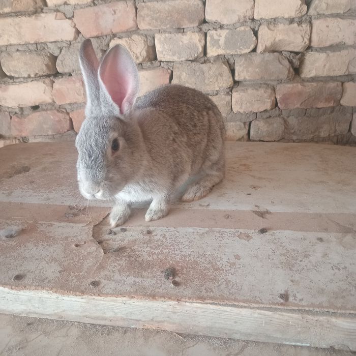 Quyon sotiladi haqiqiy gigant