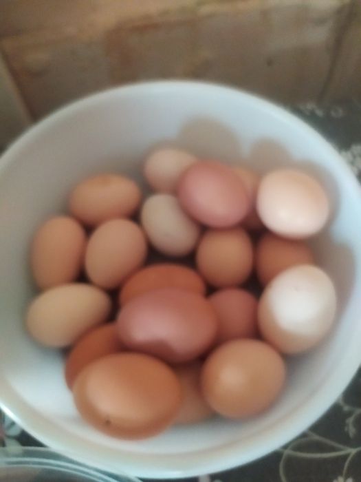 Продаются яица домашние