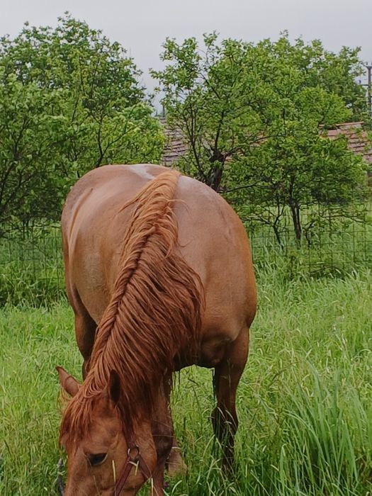 Iapă de 6 ani garantată sau schimb
