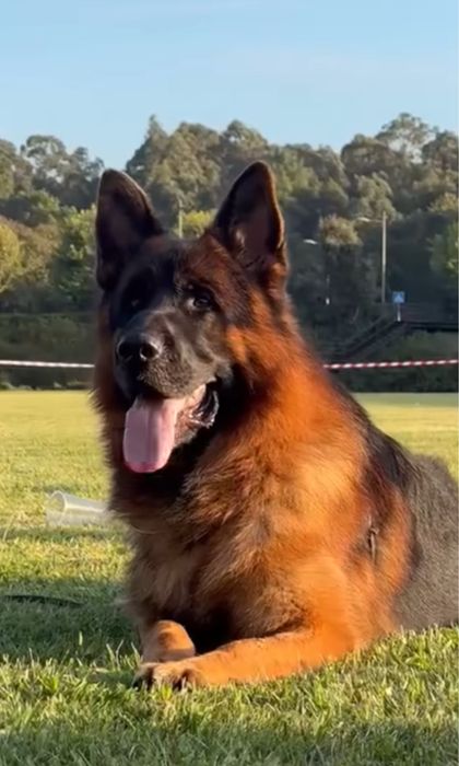 Немска овчарка мъжко куче