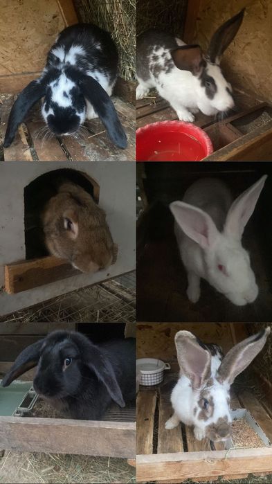 Кролики разных пород