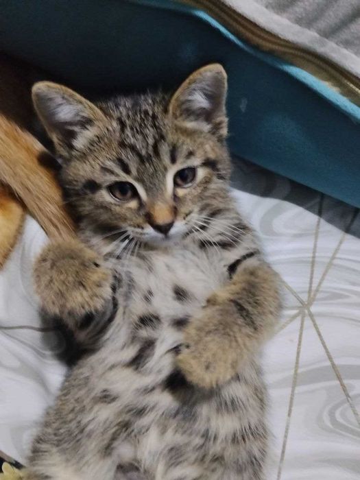 Котенок 2.5 месяца
