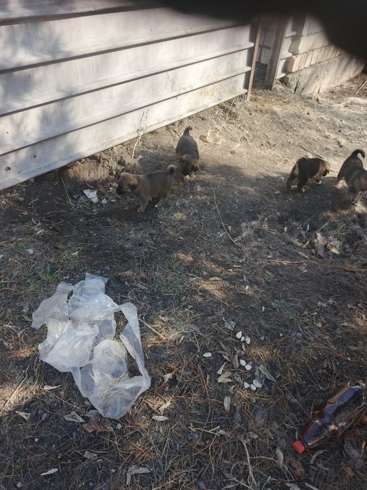 Щенки Алабая в Караганде