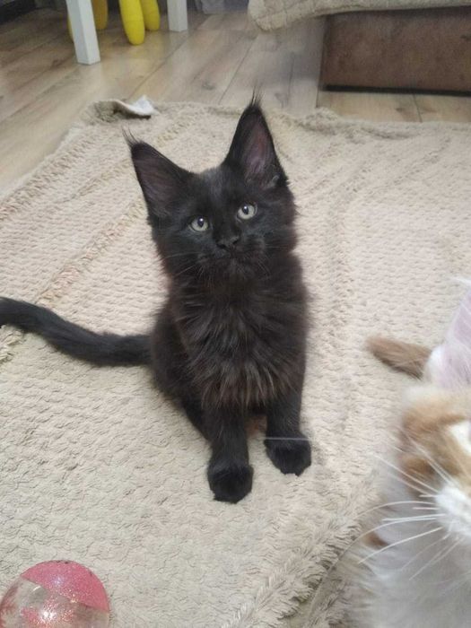 Котята Мейн кун!!!