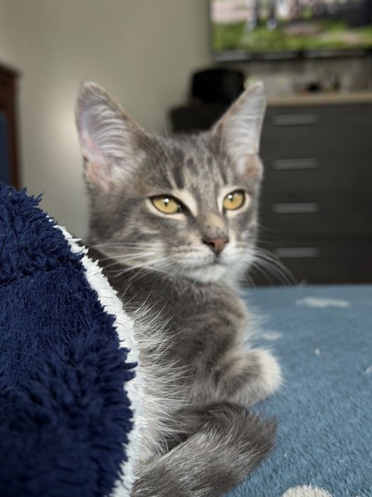 Отдам домашнего котёнка.