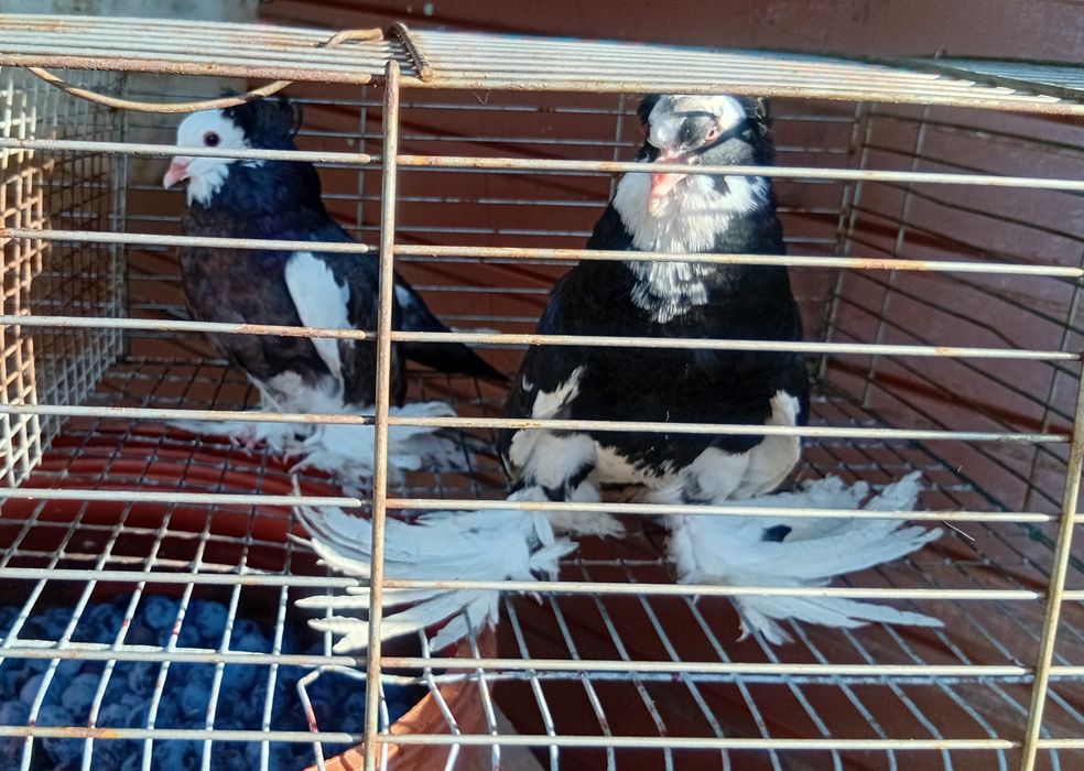 Vand porumbei uriasi maghiari