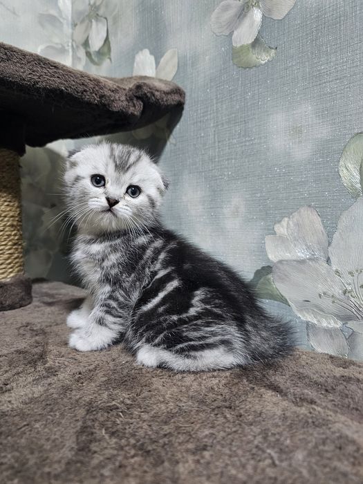 Британский котеночек