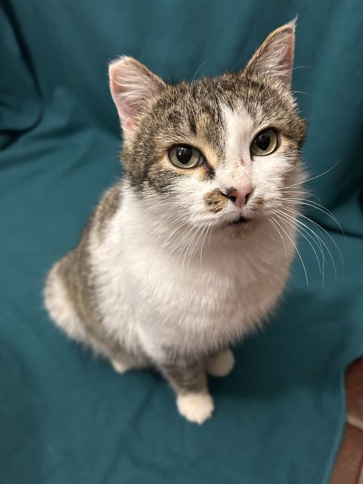 Жора, крупный и здоровый котэ :)