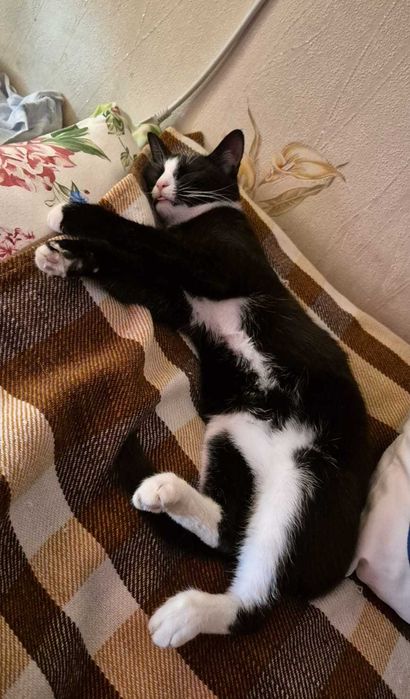 СРОЧНО  в добрые руки!! г. Шымкент