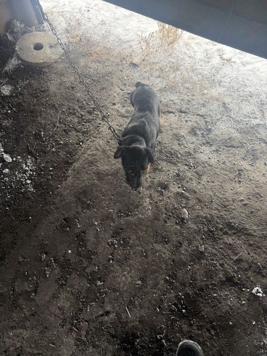 Продам ягтерера