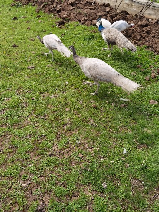 Vând un Păun opal cu ochi alb vârstă 8 luni  650 lei bucata