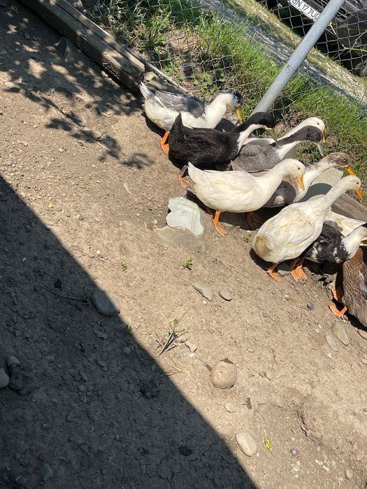 Găini de casa și rate. Ținute cu malai și faina bio  sunt foarte frumoase și se oua  sunt de anul  acesta sunt tinere