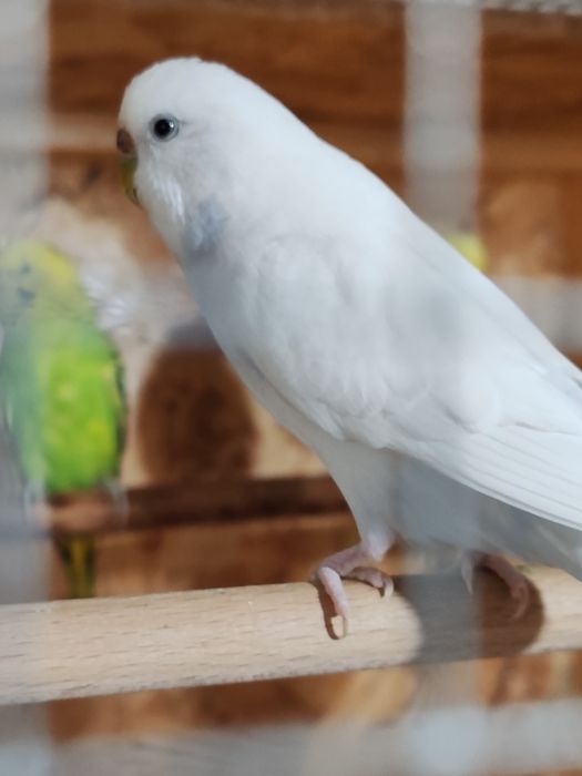 Papagali peruși tineri și maturi