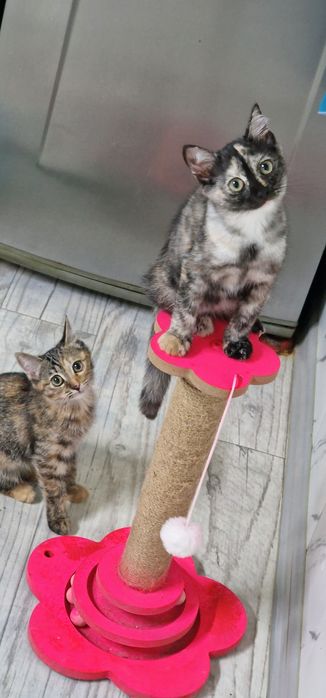 Отдам котёнка 3 месяца