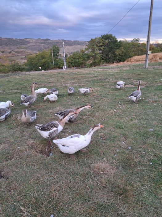 Vând gâște crescute în aer liber