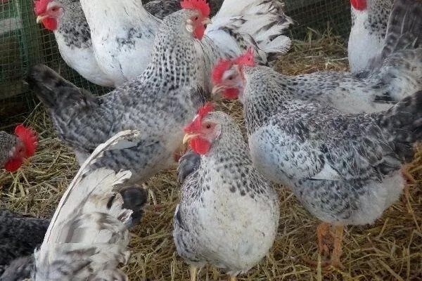 Цеплята Барковская барвистая