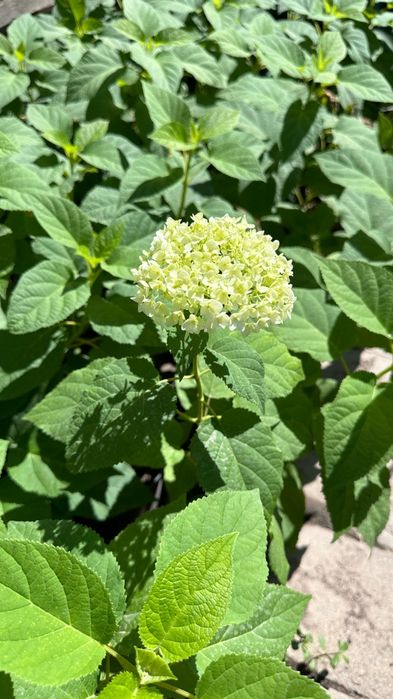 Цветы гортензия саженцы