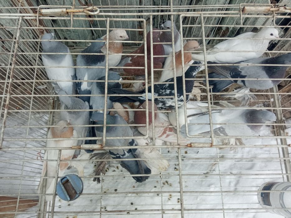 Голуби голуби голуби