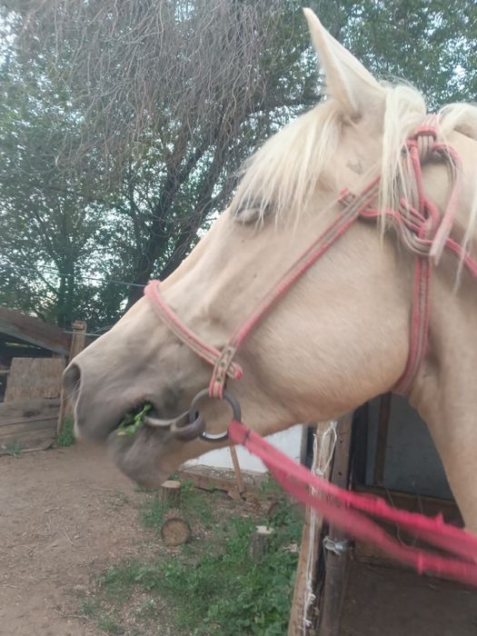 2 ай байланған семіз 5 жасар жылқы сатылады