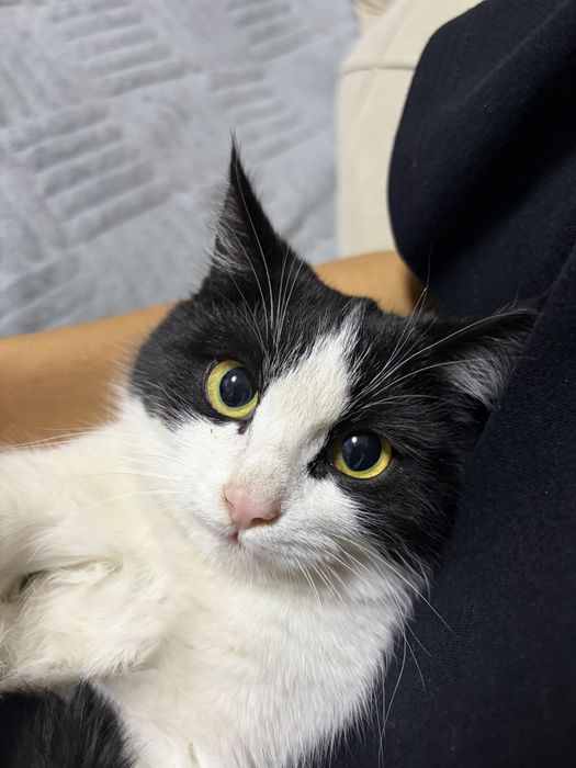 очень хорошие кошки