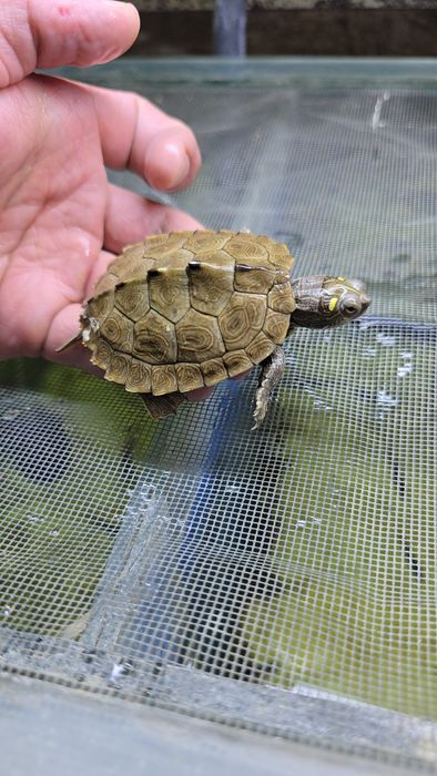 Пилоспинная черепаха
