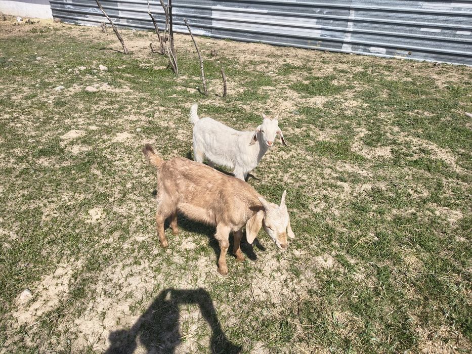 Козлята молочной породы.