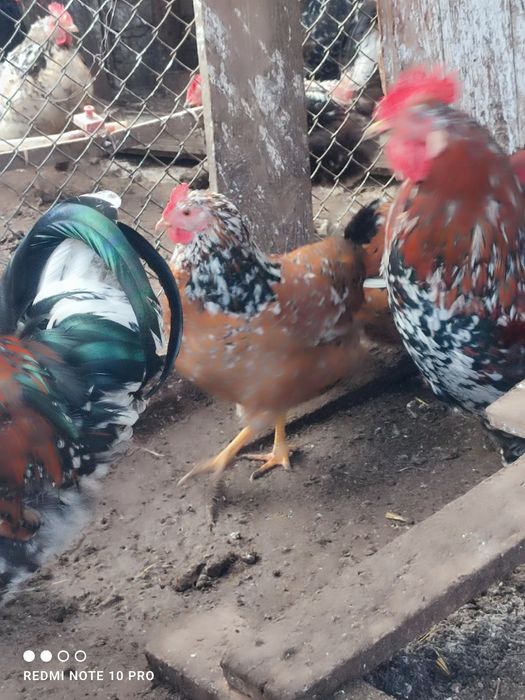 Оплодени яйца от Шведска цветна (пъстра) кокошка