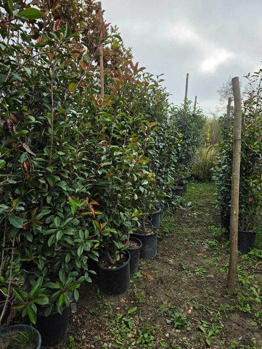 Photinia x fraseri (Fotinia / 'Red Robin')