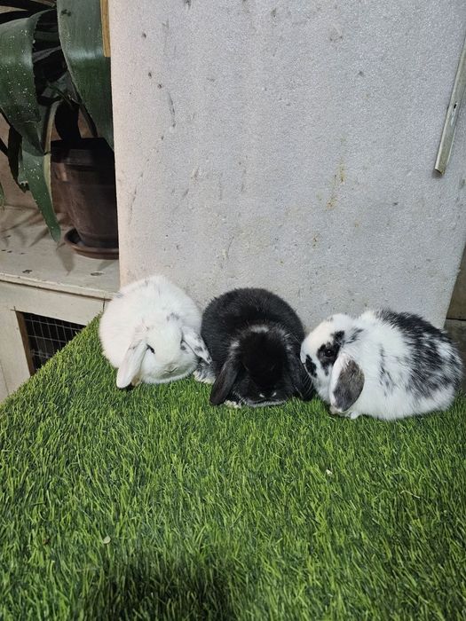 Karlik baran sames, samka