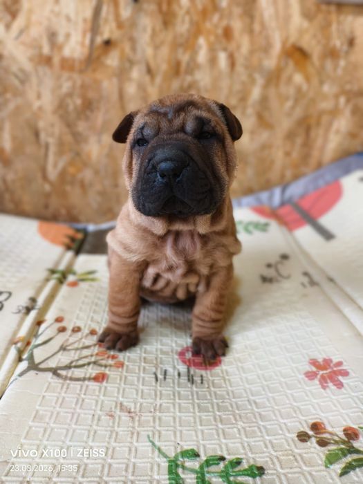 Шикарные щенки шарпея.