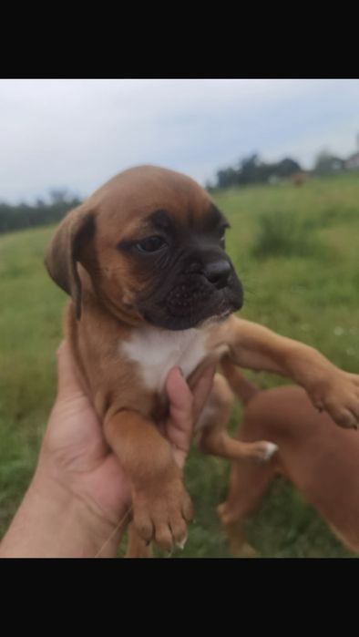 Catel Boxer German