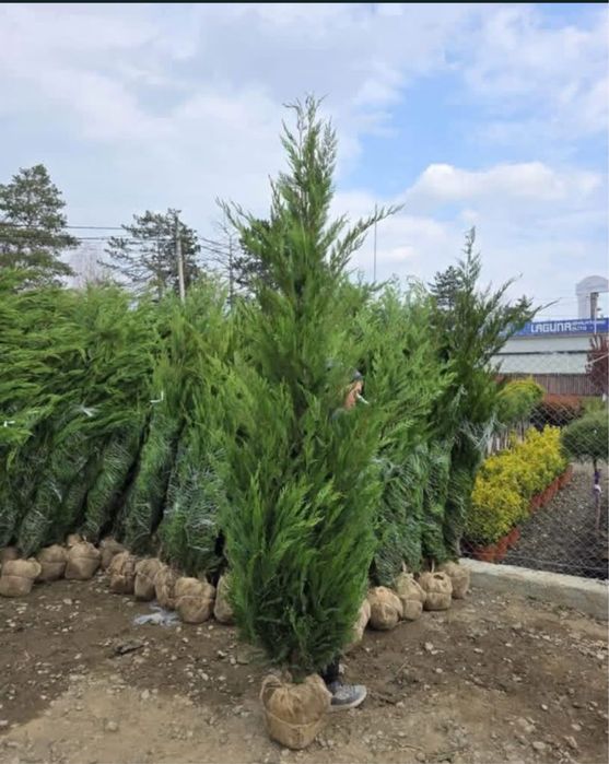 Chiparos leylandii pana la 5 metri crescuti in ghiveci ofer garantie