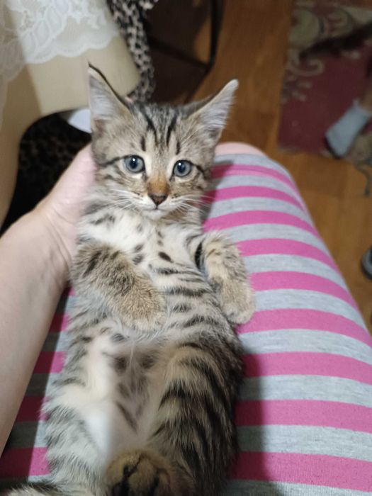 Котята в хорошие руки