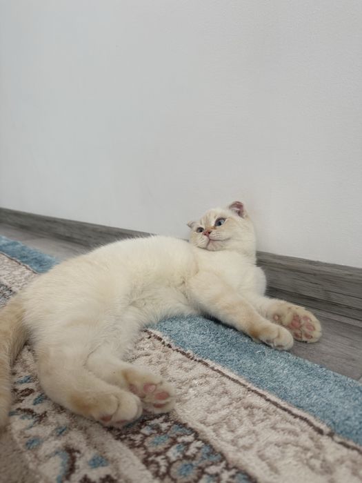 Кошка даром берем